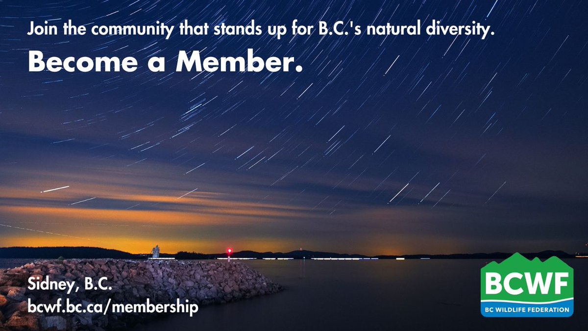 By joining the BCWF or an affiliated club, you contribute to the protection and conservation of our province’s fish, wildlife and habitat. Become part of the voice that stands up for B.C.’s natural diversity. Join or renew your membership today at bcwf.bc.ca/membership
