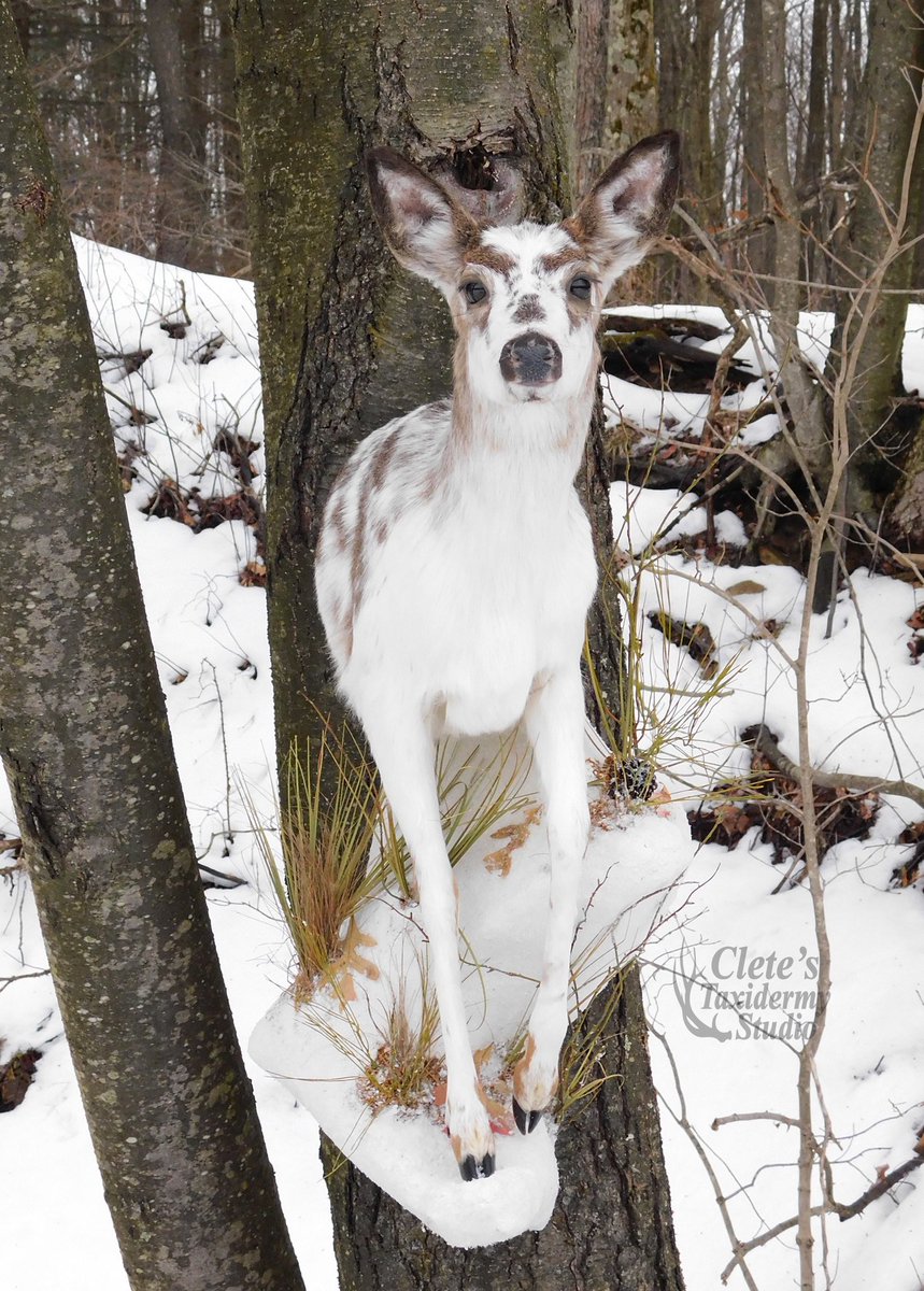 Taking advantage of the snowy backdrop outside to photograph this piebald, button buck whitetail, 1/2 mount.