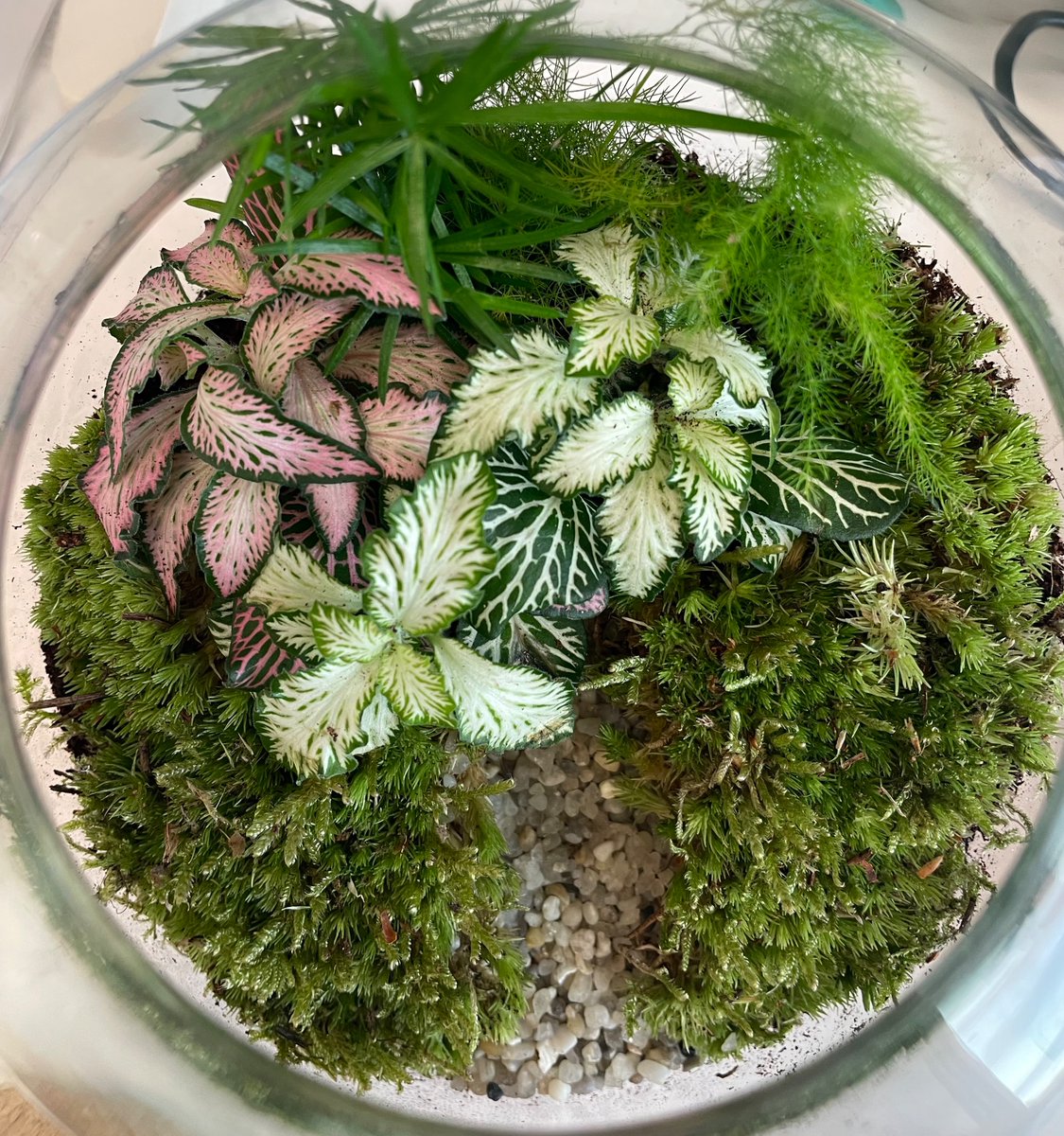 Jane_Dudley_Lab's tweet image. Brilliant belated lab Christmas party! Building terrarium zen gardens then delicious tapas, drinks &amp;amp; fun with the team. Perfect to pep us up mid-January &amp;amp; motivate our science for 2024 🍾🥼⚡️🪴
