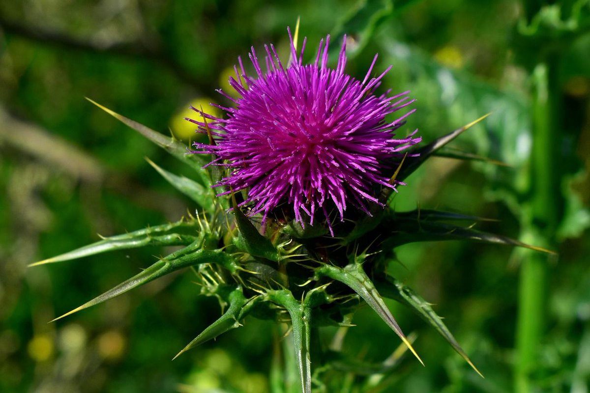 Milk thistle (Silybum marianum) is native to Scotland & has been used for centuries for its medicinal properties. It's known for its ability to support liver health & detoxification - perfect after a #BurnsNight whisky cocktail or 2! 🥃 🏴󠁧󠁢󠁳󠁣󠁴󠁿 #herbalist #medicalherbalist #herbalism