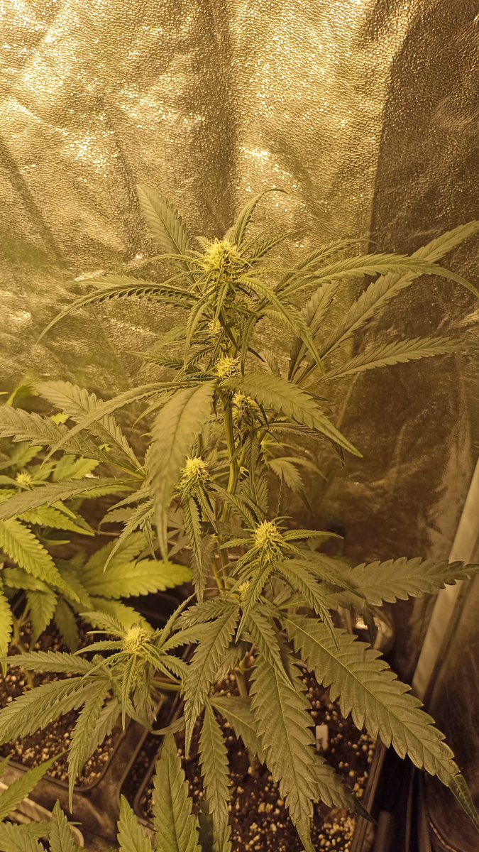 Dia 17 a 12/12!
Siguen sacando sus flores definitivas, en menos de un mes empezamos a sacar esquejes para la siguiente tirada, queda por decidir si Somango o Purple punch OG, seguiremos observando antes de decidir!!💐💐
#Autocultivo
#Cannabiscomunity