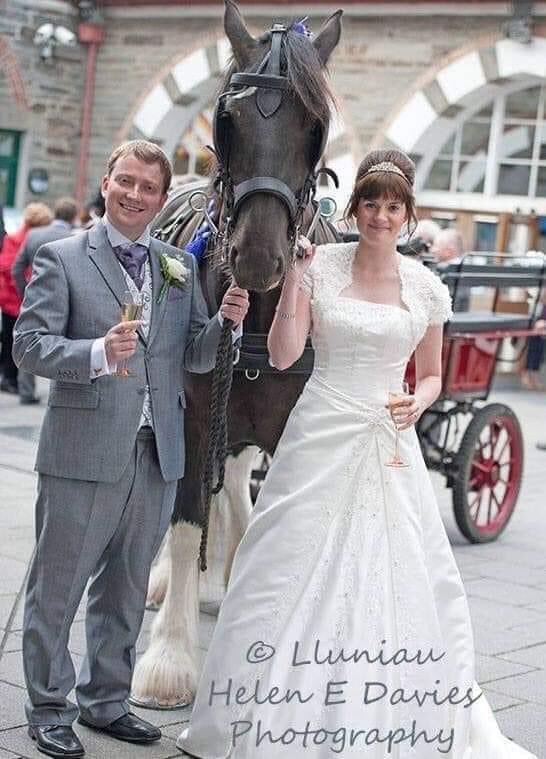 Dydd Santes Dwynwen Hapus from our Santes which means female saint! #DyddSantesDwynwen #welshvalentines #shirehorse #heavyhorse #gentlegiant #rarebreed