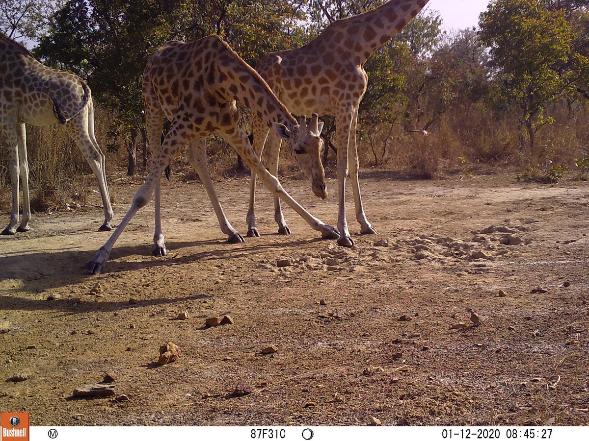 New research by <a href="/BrisZooSociety/">Bristol Zoological Society</a>, <a href="/BristolUni/">University of Bristol</a> &amp; <a href="/SekakohOrg/">Sekakoh.org</a> shows Kordofan giraffe numbers are on brink of extinction with just 27 remaining in Cameroon's Bénoué National Park. Immediate conservation action is crucial. 
bristolzoo.org.uk/news/three-yea…