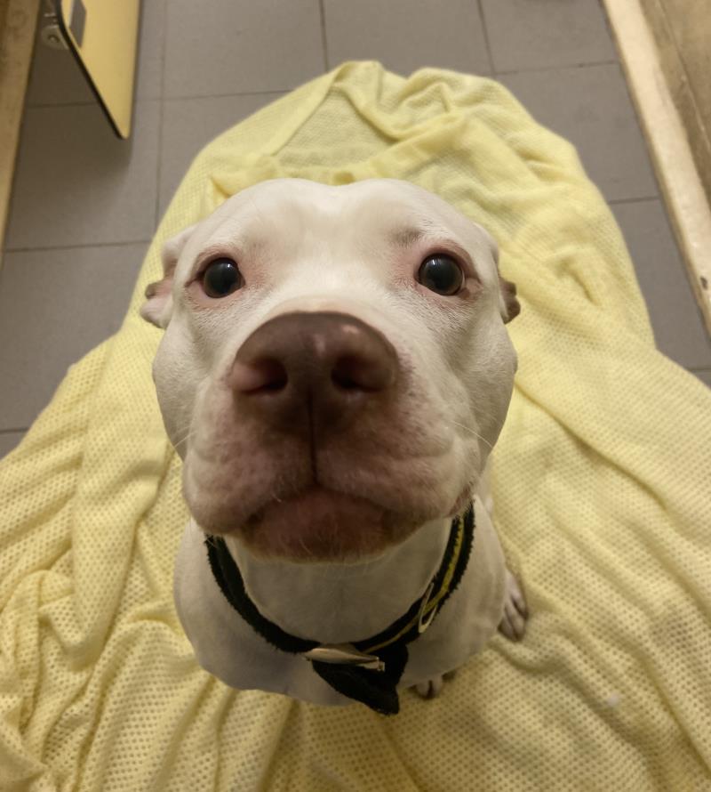 Nothing to see here, just Lena doing her best artic seal impression!

It gets a 10/10 from us anyway!

dogstrust.ie/rehoming/dogs/…

#AdoptADog #ThursdayThoughts