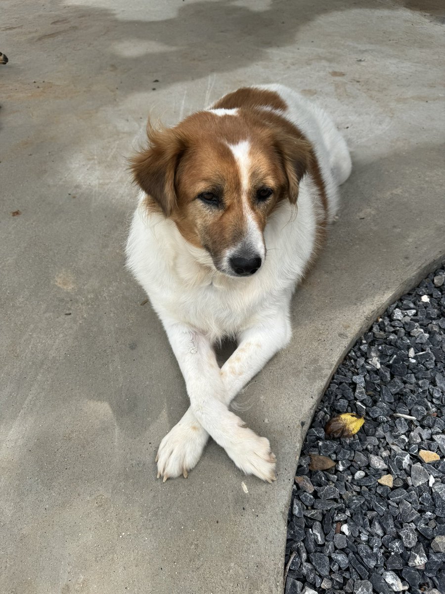 NiallHarbison's tweet image. A little different today. Maybe someone can help…

We’ve been trying to open a bank account with @LloydsBank for UK charity (Happy Doggo) for 5 months now. Replies are taking 1 month from them. Customer service ignoring us for weeks on end. 

We really need this account to help