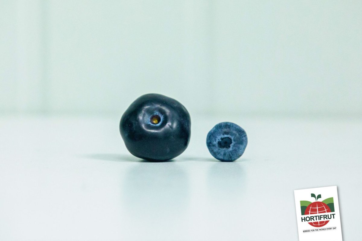 El arándanos tiene un diámetro de 37.48 mm, un peso de 18.38 gramos, y es 1.5 veces mayor al diámetro de una moneda de un sol, según la empresa. tinyurl.com/msj9z778