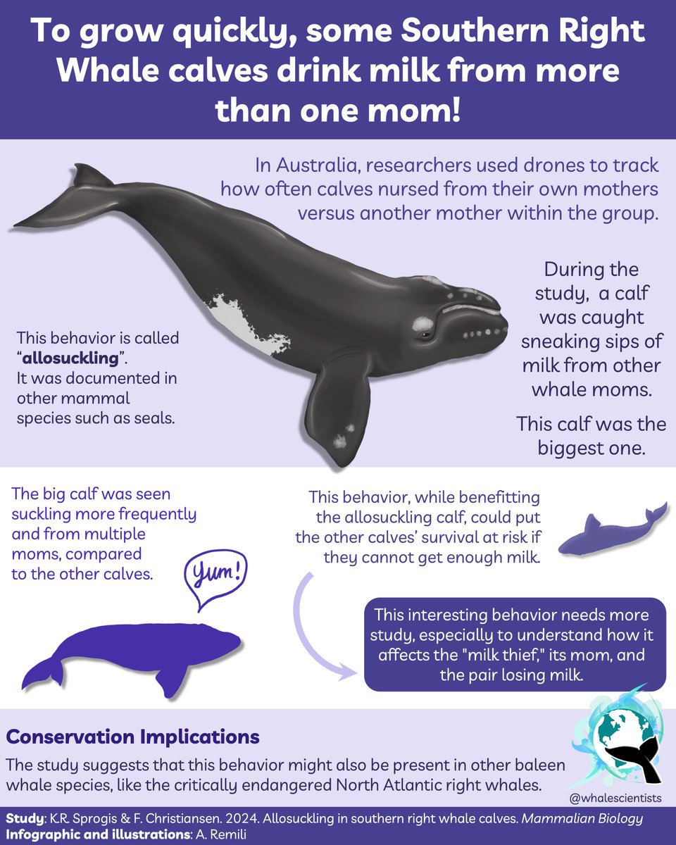 New discovery: Southern right whale calves engage in allosuckling, stealing milk from other mothers. Drones captured the largest calf nursing from multiple moms. This insight has conservation implications for baleen whales: doi.org/10.1007s42991-… @KateSprogis @FChristiansen83