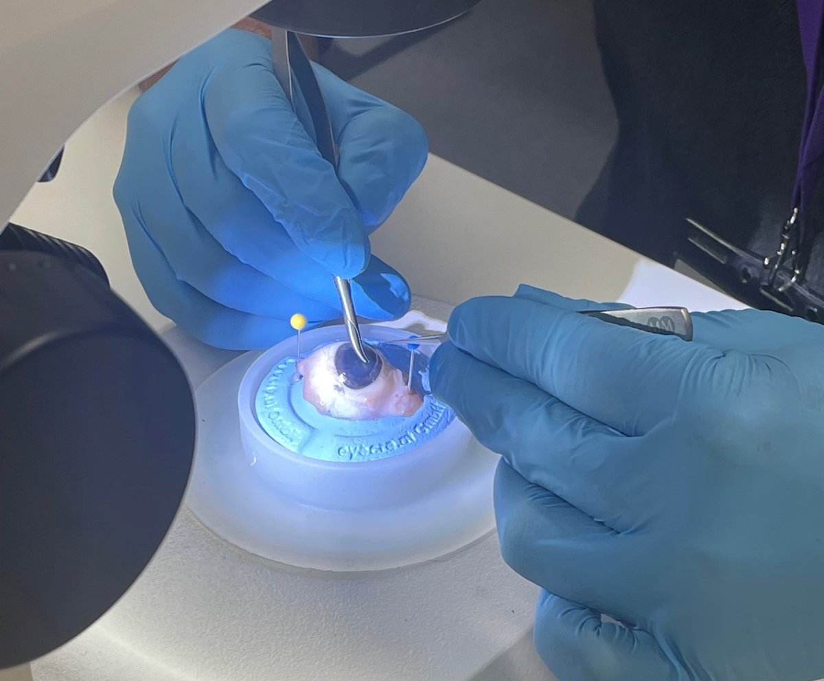 RCOphth's tweet photo. In our skills centre today we're hosting the Introduction to Ophthalmic Surgery course, where trainees are learning some of the core skills of #ophthalmic surgery. https://t.co/6WC7KiLuv0
#RCOphthTraining #CPD https://t.co/0KlulmdIhK