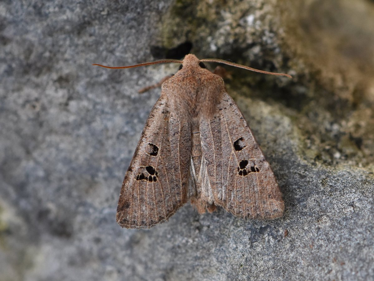 Still fairly quiet here in terms of moth numbers, but this Black-spotted Chestnut made up for it! Only other moth was a Pale Brindled Beauty

Harpenden, VC20, 24/01/2024
