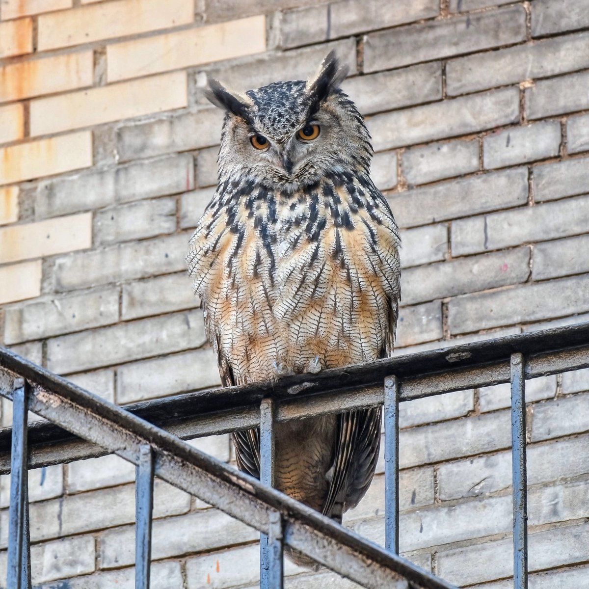 Manhattan Bird Alert tweet media