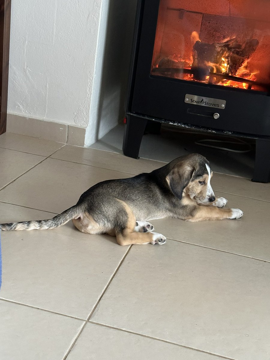 Please give my little rescue brofur <a href="/cretanwoody/">Woody</a> a follow if you can. Mom &amp; Dad were missing all my slobbery kisses so they decided to welcome Woody into the big space I left. Don’t fink he fills it yet!