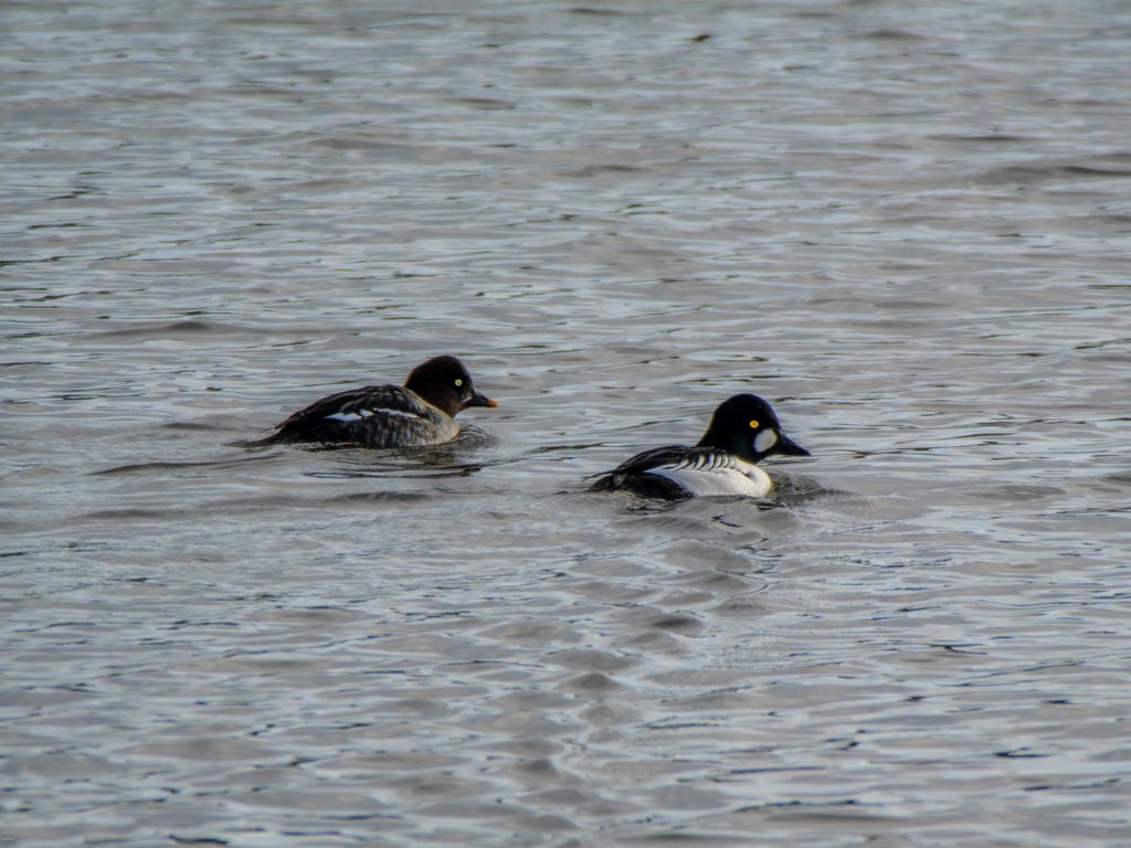 The Common Sandpiper at Chew Valley Lake dam was being unusually cooperative yesterday. Plus a few Goldeneye images from last week - also from CVL.