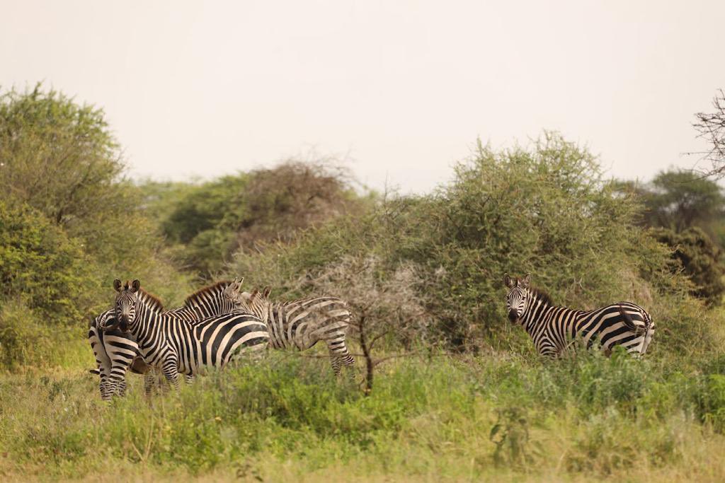 Ben Murray-Bruce tweet media