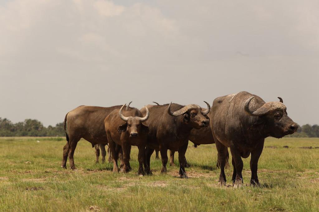 Ben Murray-Bruce tweet media