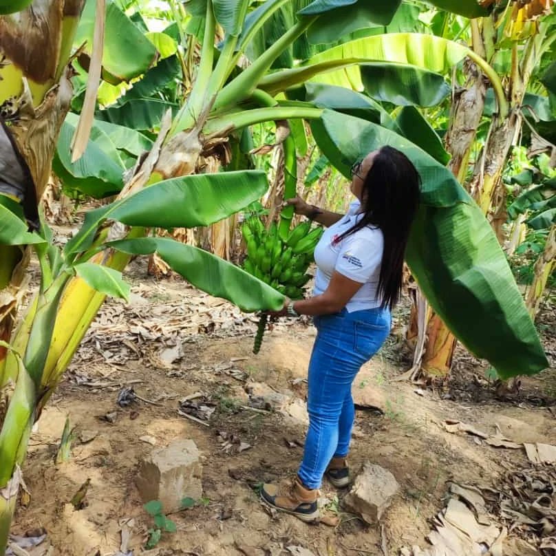 InsaiVeOficial's tweet photo. #DiálogoYDiplomacia
ZULIA EN VIGILANCIA SANITARIA PERMANENTE 📢 
En aras de garantizar las buenas prácticas agrícolas, equipo INSAI realizó inspección fitosanitaria en 2 ha. de Musáceas/mpio.
 La Cañada, en control y prevención contra el Foc R4T.
@nicolasmaduro
@wcastropsuv https://t.co/AQb4czYONs