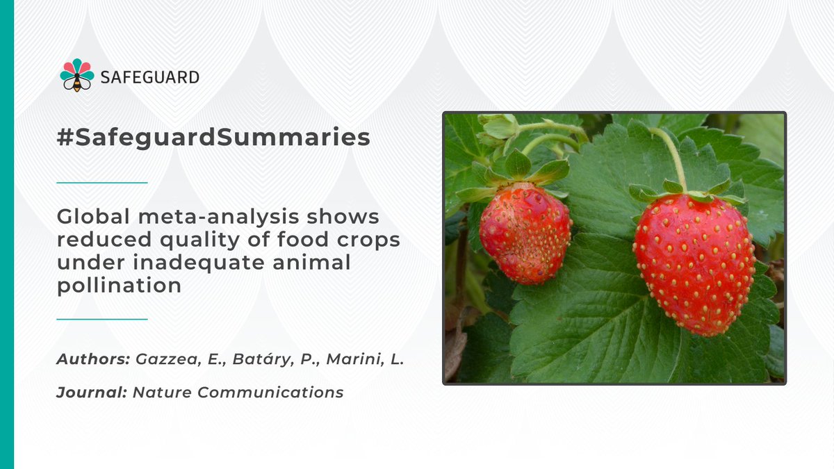 Safeguard2021's tweet photo. As we continue to make #WildPollinator research accessible, discover the next graphical abstract of the #SafeguardSummaries collection ๐
๐ก It provides a global quantitative review of the effects of #AnimalPollination on several aspects of food quality.
https://t.co/SZGQgfzfMh https://t.co/Gg81Utx8ZI