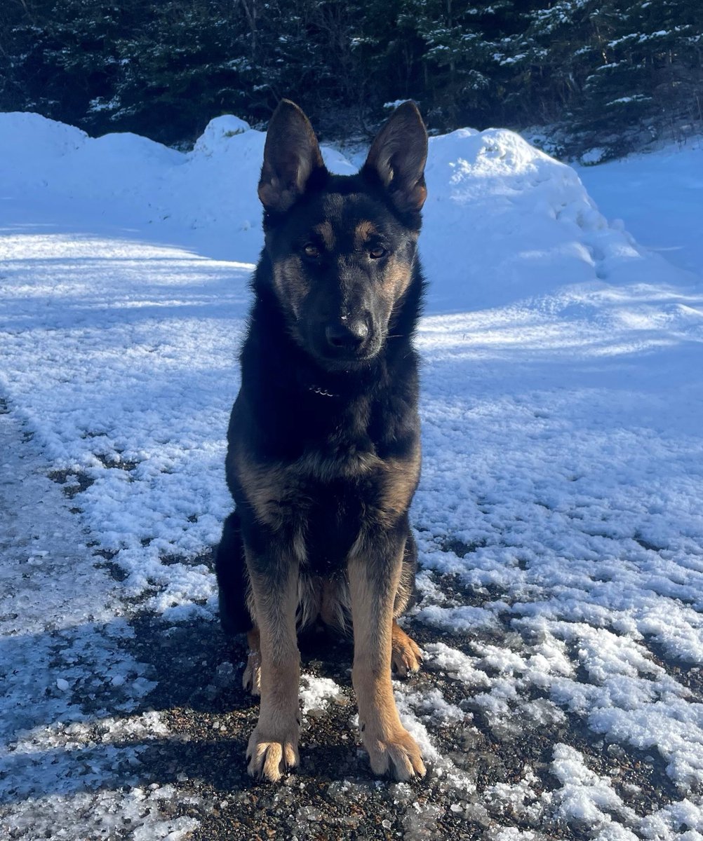 RCMPNS's tweet image. Salty's confidence continues to grow while going through phases of training. At six months old, she brings positive energy every day and is progressing very well in her journey to becoming a police dog! #RCMPNS #PoliceDog🐾