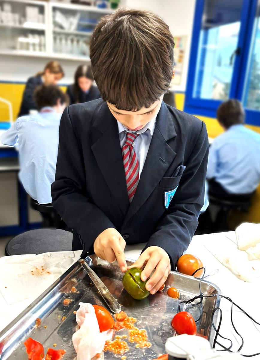 🍅🔬Forget the kitchen, Year 8s are decoding tomato secrets with test tubes and scales! They had fun doing food experiments in the science lab last week! #internationalschoolmadrid #ISM #foodexperiments #sciencelabfun