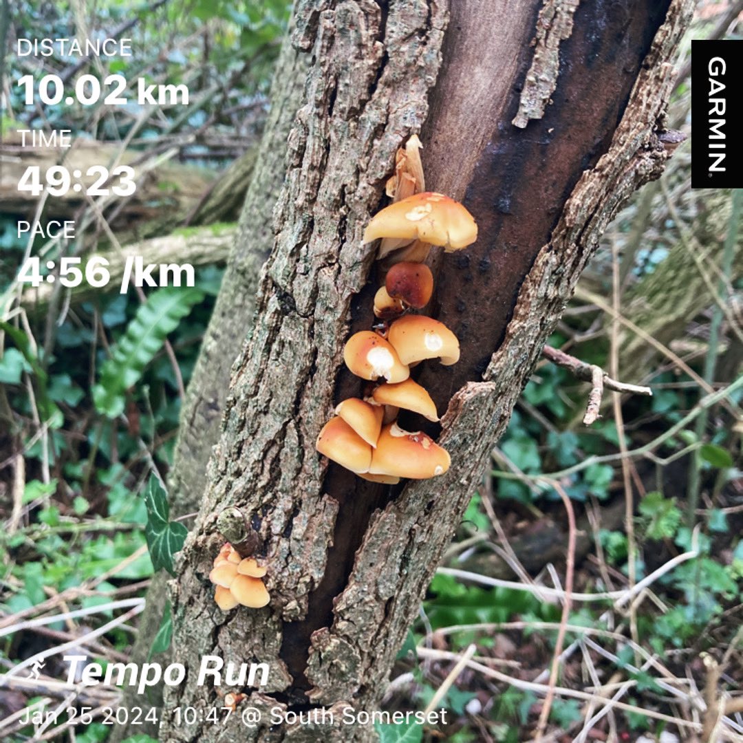 chalkdustdasher's tweet photo. Tempo Run. Warm Up, 40mins at heart rate zone 4, Cool Down. #running #runningtraining #halfmarathontraining #tempo #temporun #temporunning https://t.co/JIPLXxpzlE