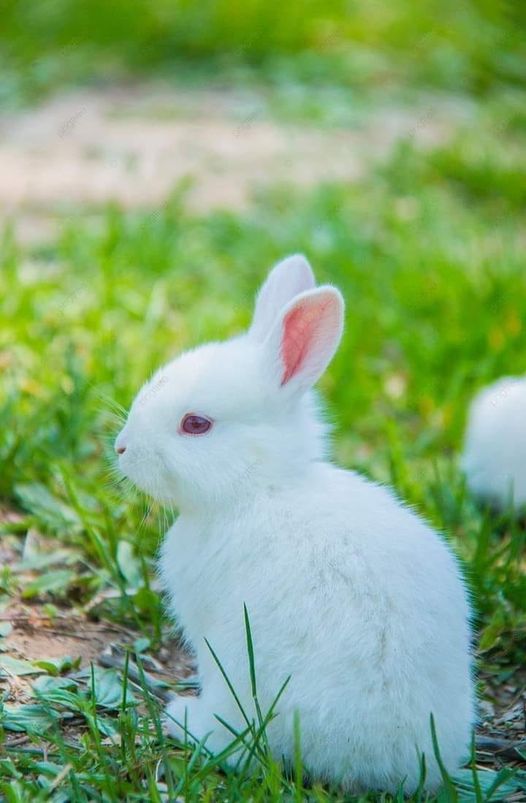 RabbitUnion tweet picture