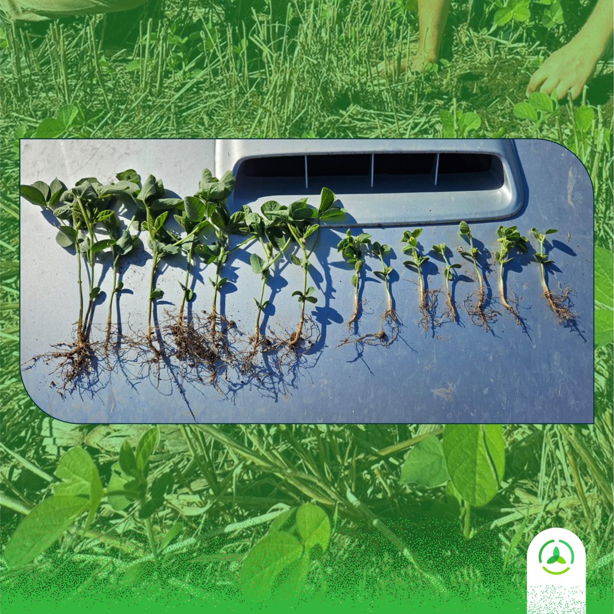 AgroconsultorSA's tweet photo. ➡️🌿🌱¿Cómo pueden ayudar los #bioinsumos a mitigar la fitotoxicidad por herbicidas en soja?

Con @fumisem_sa tenemos ensayos para las respuestas, que compartiremos en un nuevo encuentro de #AgroAvance.

¡Pronto + novedades!

#AgriculturaConTodo #Bioisnumos #Malezas #Carryover https://t.co/XH7a13KLO1