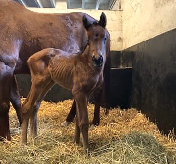Alneparkstud's tweet photo. Pictured is MIDNIGHTS LEGACY ‘s FIRST foal, a cracking filly out of a maiden mare, born in France earlier this week!🤩
Get in touch today for more information about sending your mare to MIDNIGHTS LEGACY this season #bepartofthelegacy ✨
Photo credit: @fandmbloodstock https://t.co/M2soRb6s3Y