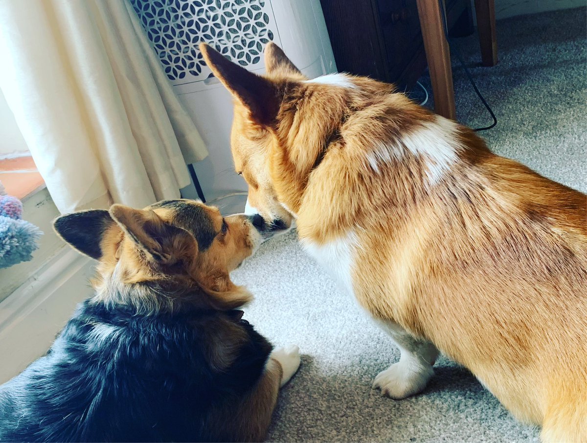 schnolfyscribe's tweet photo. New pinned post as I’m a MUM now!! 😱🥰

ME:
-Schnolf/part time corgi 
-welsh valleys resident
-married to the best collie butt 2016 ❤️
-son, JP oct’23 🍼
-RMN (mental health nurse) 👩‍⚕️ 💉 
-mother of corgis (Misty &amp; Bear) 
-addicted to Dr Pepper 🥤
-board game &amp; dice obsessed 🎲 https://t.co/TPsvnJgxip