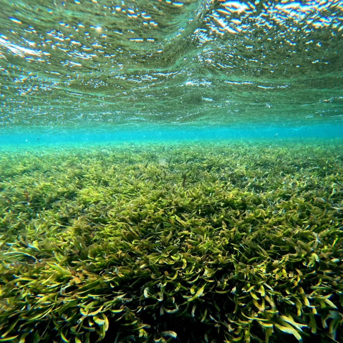 Shades of <a href="/NEOM/">NEOM</a> Every time our #NEOM Nature Reserve Marine #Conservation team is in the field we see something amazing! From stunning #coral reefs with high endemism to lush #seagrass beds and beaut marine species like #turtles &amp; #dugong put NEOM #SaudiArabia on your bucket list!