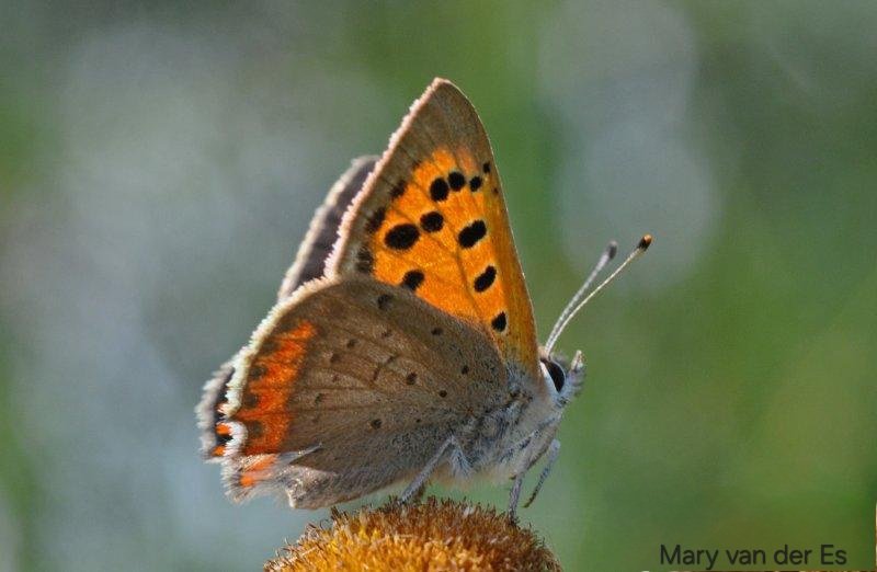 maryvanderes's tweet photo. #Dag25 van #vlindermaand .
De #Kleine_vuurvlinder #Lycaena_phlaeas #Small_Copper .
@ErikDePay @Dagvlinders @vlinderNL @entomologyArt . https://t.co/zKFKSNMCEI