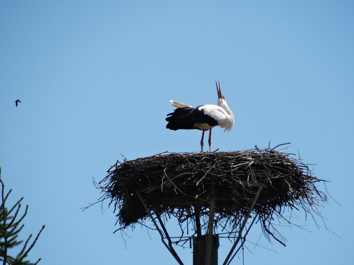 Our recent study reveals that active white stork nests serve as magnets for insectivorous aerial foragers such as swallows, martins, and swifts. These birds are attracted to the nests, where they prey on insects flying around.

Fulltext 👉 doi.org/10.1007/s10336…