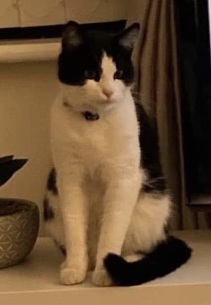 My friends cat 😢

PLEASE CHECK SHEDS AND GARAGES AROUND LONGFIELD AVE/MARINA DRIVE AREA of Upton 🙏🏻

<a href="/CatsMissing/">MissingCatsUK</a> <a href="/ChesterKittyCat/">Chester Kitty Cat Rescue</a> <a href="/MissingPetsGB/">Missing Pets GB</a> #CatsOfTwitter #missingcat