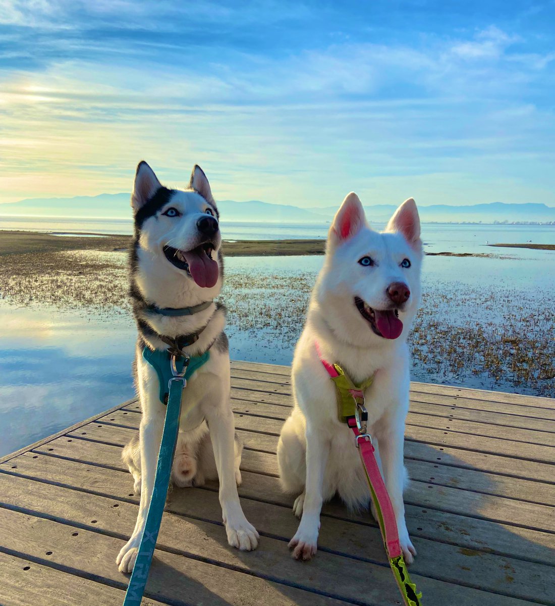 Stefy819's tweet photo. My favourites 🐺❤️ https://t.co/wt2gFdVKam