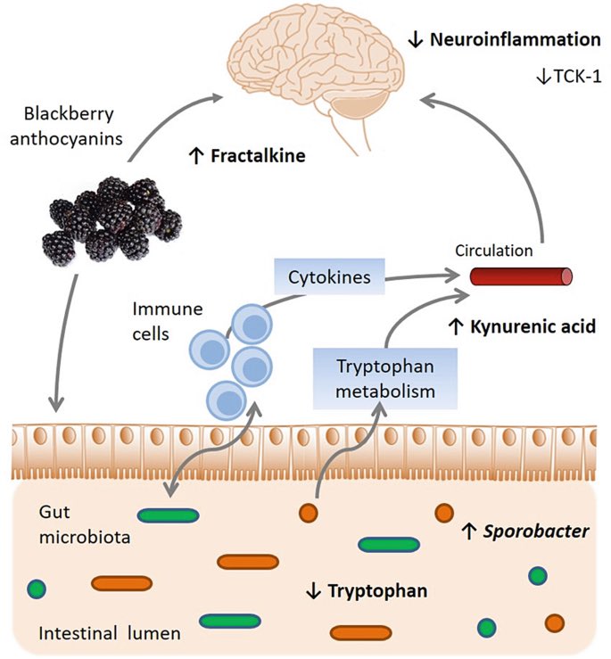 Palmarine128's tweet photo. Anthocyanins เป็น antioxidant ตัวนึงที่แรงที่สุดในบรรดา antioxidant ต่าง แรงกว่า Vit E 50 เท่า และแรงกว่า Vit C 20 เท่า!!

จะเห็นว่าน้องมีโครงสร้างเป็น พันธะเดี่ยว สลับกับพันธะคู่ เราเรียกระบบนี้ว่า “conjugation” ซึ่งมีความสเถียรมาก ทำให้น้องมีสีเข้มสุด ๆ เพราะดูดกลืนแสงสีเขียวได้มาก และเตะแสงสีแดงและฟ้าออกมาเยอะ 

โดยระบบนี้ทำให้ electron delocalisation (การวิ่งเล่นของ อิเลคตรอน) สะดวกมาก ทำให้ทำหน้าที่เป็น anti-oxidant agent ที่ดี

ซึ่งประโยชน์ของน้องมีเยอะมาก นอกตากจะช่วยเรื่อง ลดอาการซึมเศร้าได้แล้ว (ตาม ทวีตที่โควทมา) อีกทั้งช่วยเรื่อง ลดสาร อนุมูลอิสระ เช่น reactive oxygen species (เช่น H2O2 ที่ใช้ล้างแผลแล้วมีฟองฟู่ ๆ) และลดการอักเสบในร่างกายระดับเซลล์ ลดการเกิด DNA 🧬  damaging, cell membrane damaging และ protein misfolding ทำให้เซลล์และร่างกาย เสื่อมช้าลง ฯลฯ

น้องมีมากในพืชผักสี แดง/ม่วง เช่น strawberry, raspberry, mulberry, blueberry, red cabbage, cherry, aubergine และอื่น ๆ รวมไปถึงพวกข้าวสีนิล ข้างไรซ์เบอรี่ ต่าง ๆ ด้วย

สุดท้ายนี้ ฝากให้จำไว้ว่า
ผัก/ผลไม้ ยิ่งมีสีเข้มมาก ๆ ตอนสด ๆ ยิ่งมี antioxidant สูง!!! ดังนั้นเลือกกินดี ๆ เอาที่น้ำตาลน้อย ๆ และดีต่อกระเป๋าตังจ้าาาา

/พับไมค์