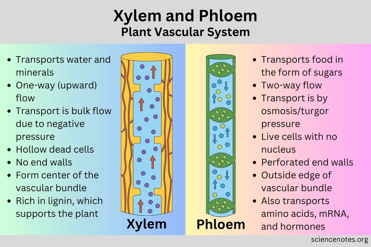 Xylem and Phloem - Plant Vascular System buff.ly/3pLSFu0