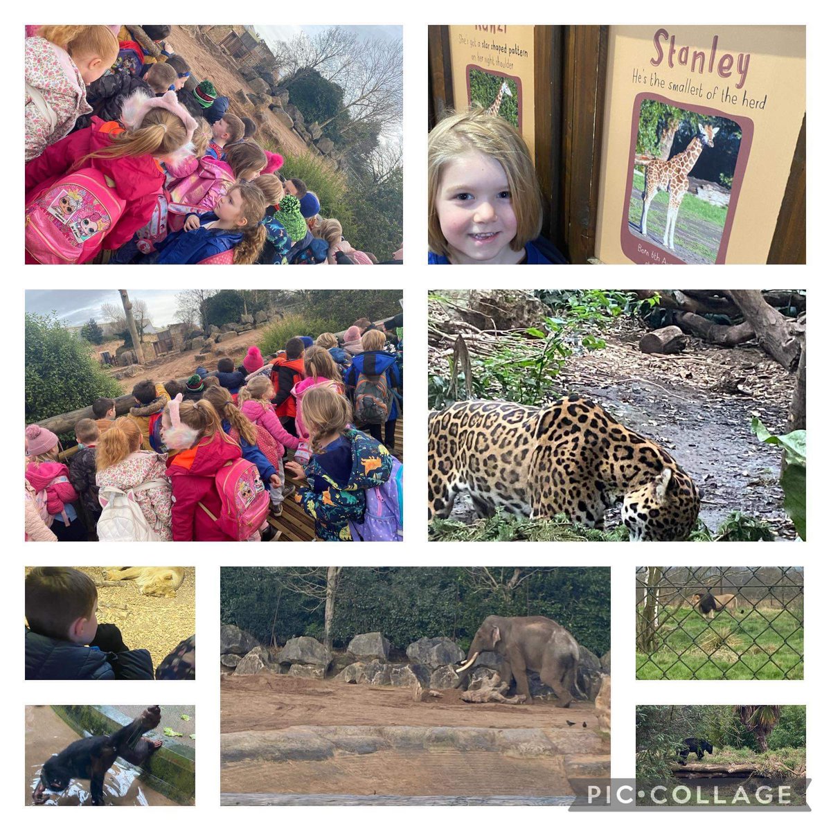 Blwyddyn 1 have had a great day out at the Zoo today! 🐆🦒🦁🐅🐘