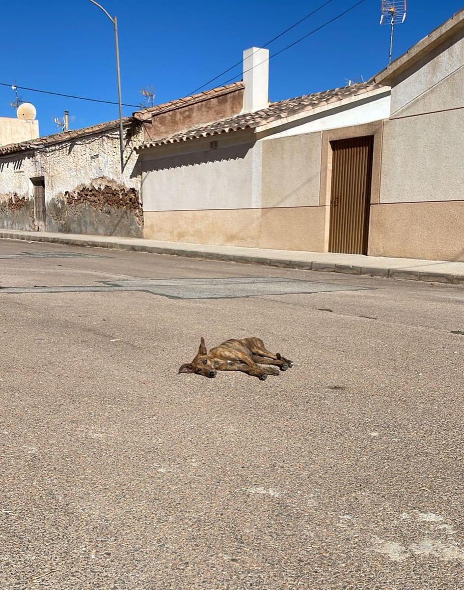 GalgosdelSol's tweet photo. The shelters are full but now the pressure turns up even more. End of hunting season is here. No matter what… we are ready to give it our all 💪 https://t.co/VFBKPiNbFK