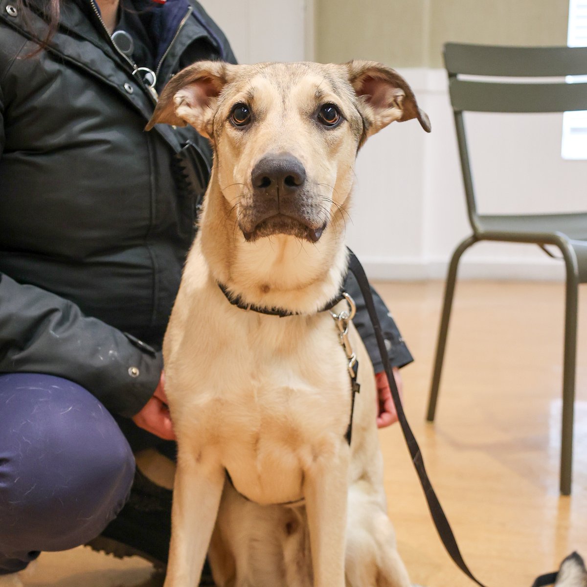 This Saturday, all adult dogs 40lbs+ have 1/2 off their adoption fee! We’re looking for the people who like to love big (and don’t believe in weight limits for laps) to come scoop up these perfect pups! Meet them all flagged “Big Love” at pawschicago.org/adopt