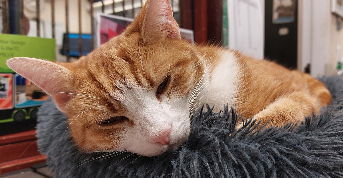 Night night sweet dreamies 

Never make promises you can't keep. Better to make smaller promises and be trusted to keep them, including the ones to make to yourself 

#cats #cats #Cat #CatsOnTwitter #CatsOfTwitter