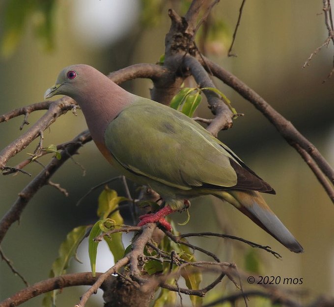 📷  mos @msuwandh  #August2020 
Pink-necked Green-pigeon (Treron vernans) 
#Indonesia #birdsinbackyards #Java #Indonesia