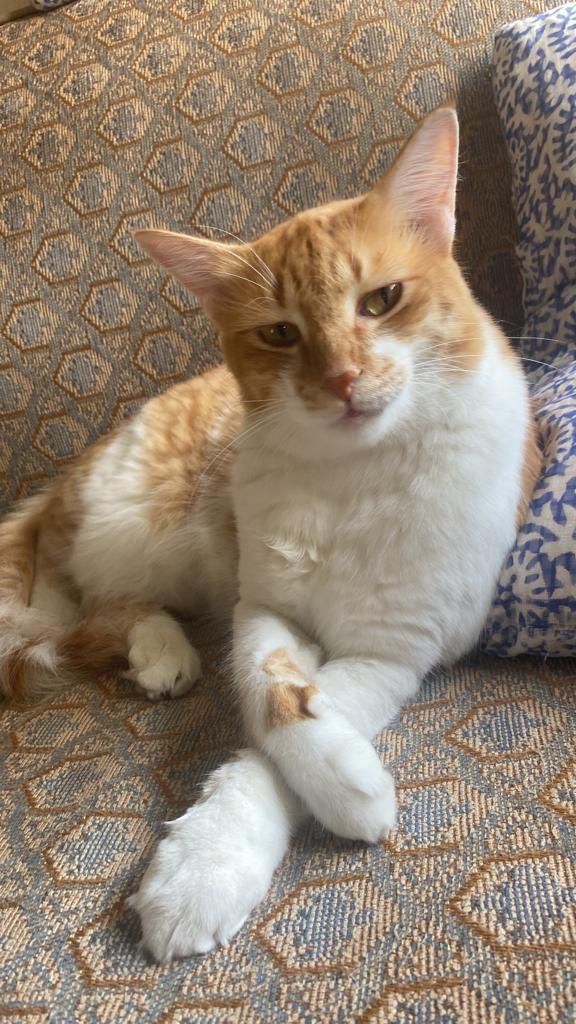 Can someone put the Shemagh on my $Arab kitty pweeeeeeez???

Make some memes with my baby too. 

Best dank meme gets $100 worth of $ARAB 

Yallah go Habibis 😸🫶🏽🇸🇦