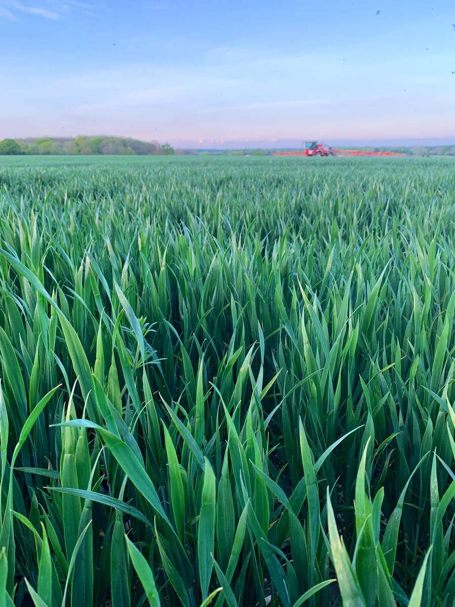 Well done again to #bentfieldburyfarms in achieving highest potential yield fulfilled in #EastAnglia.
A long and interesting day @adasYEN #YEN2024 conference, so many inspiring growers with lots to learn from. @dany_hawkes @SentryLtd @RPrankerd @ragtseedsuk