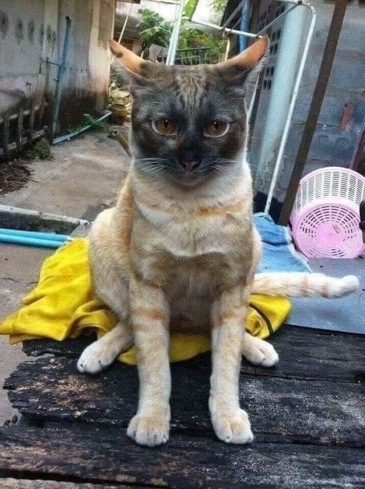 CatNotSilly's tweet photo. 💀 https://t.co/jMB9IHgZwl