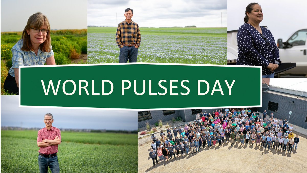 Our pulse breeders and research staff play a significant role in the production of pulses as part of sustainable food systems and healthy diets.
#worldPulsesDay #LovePulses