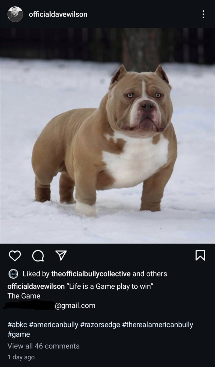 nbd just the ABKC guy posting pictures of dogs with cropped ears (as usual) and UK bully ban opponents adding it to their likes