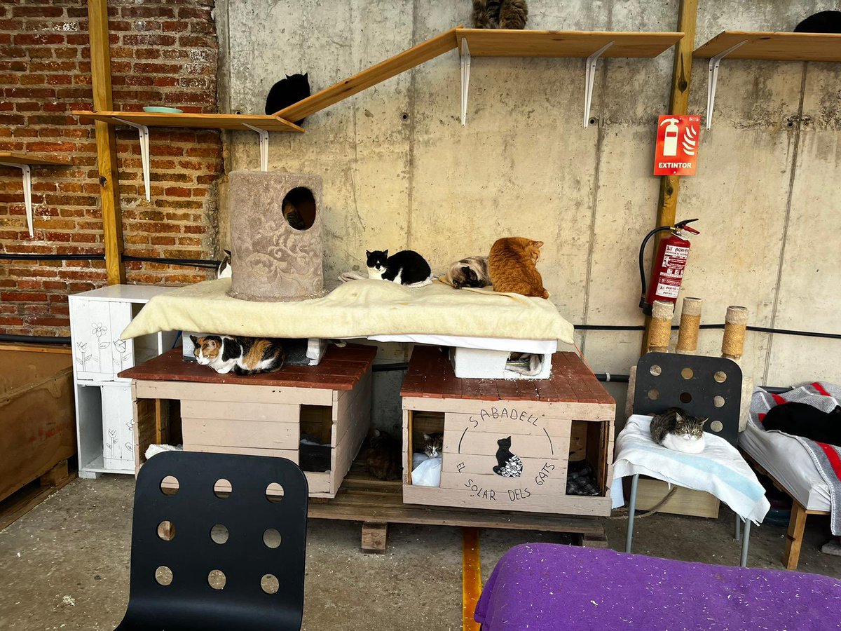 El benestar animal ha de ser prioritat de tots i totes. 

Gràcies, <a href="/elsolardelsgats/">El Solar dels Gats</a>, per la vostra feina!

#Sabadell