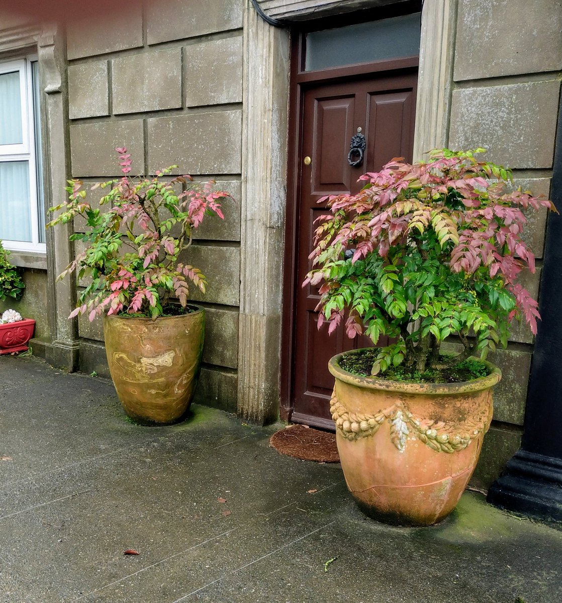 'Go big or go home'
                                Dolly Parton

Perfection in Doon, Co. Limerick.