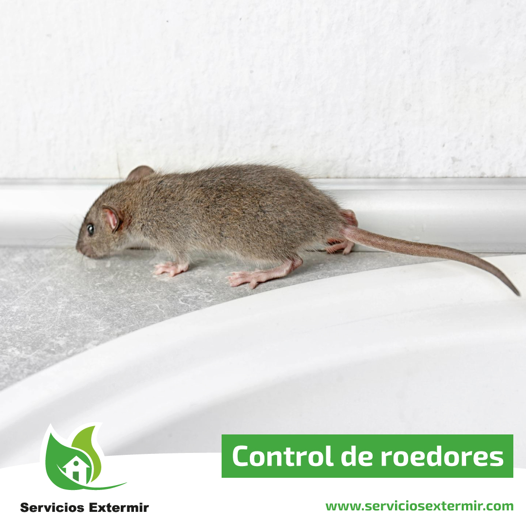 SExtermir's tweet image. Mantén tu hogar seguro y limpio de roedores 🐭 con Servicios Extermir.

Realizamos tratamientos de desratización para eliminar de forma eficaz ✅ ratas y roedores.

¿Hablamos ☎️?
serviciosextermir.com