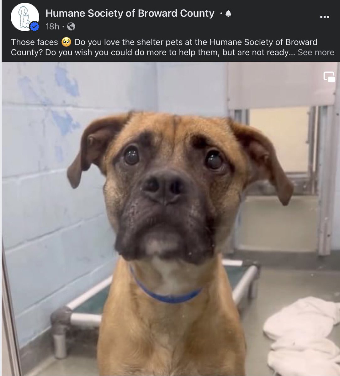 Jeff Weinsier (@jweinsierwplg) on Twitter photo Come on #SOUTHFLORIDA! We are lucky to have the Humane Society of Broward here! Hope to see you there. <a href="/HumaneBroward/">Humane Society of Broward Co.</a> Come on #SOUTHFLORIDA! We are lucky to have the Humane Society of Broward here! Hope to see you there. <a href="/HumaneBroward/">Humane Society of Broward Co.</a>