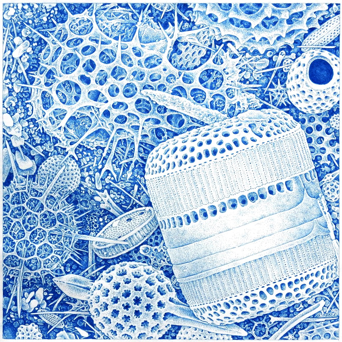 Haeckel Aggregate in Blue 1/2024 13'X13' [33 X 33 cm] Colored Pencil #sciart #art #artwork #fineart #worksonpaper #microscopic #gawoski #diatom #plankton #coloredpencil #colouredpencil #drawing #illustration #oceanography #scienceart #radiolarian #foraminifera #haeckel #diatoms