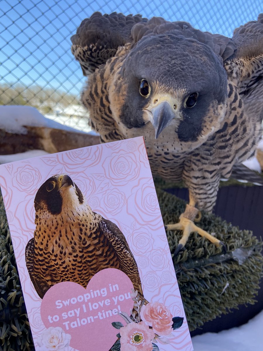 Our beautiful peregrine falcon, Petunia,  was featured in our Tik Tok Live today promoting our Talon-tine fundraiser. She also seems very taken with her Talon-tine design!

You can purchase these sets for $12 each at eagles.org/talon-tines/